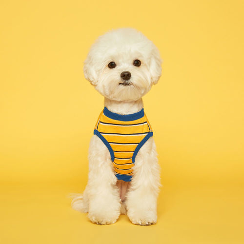 플로트 스탠다드 민소매 티셔츠 옐로우블루 소형견 중형견 강아지옷