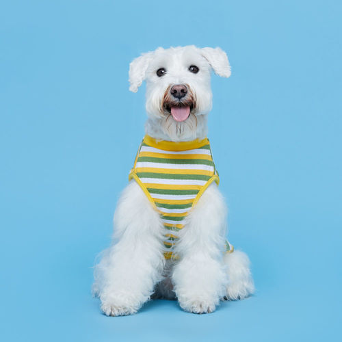 플로트 프레쉬 민소매 스트라이프 티셔츠 옐로우그린 소형견 중형견 강아지옷