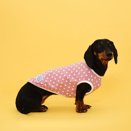 플로트 홈웨어 실내복 도트 민소매 티셔츠 핑크 소형견 중형견 강아지옷