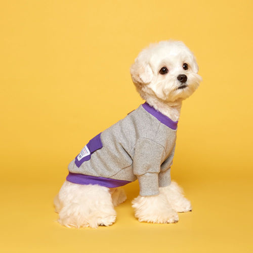 플로트 아노락 맨투맨 포켓 티셔츠 그레이퍼플 소형견 중형견 강아지옷