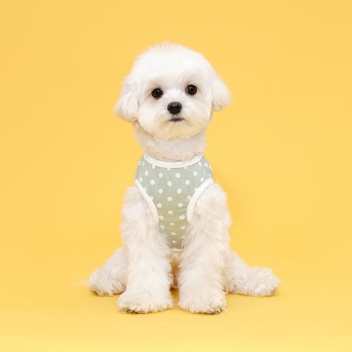 플로트 홈웨어 실내복 도트 민소매 티셔츠 민트 소형견 중형견 강아지옷