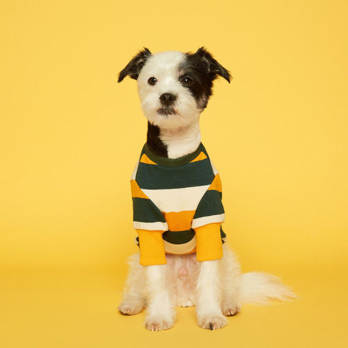 플로트 스탠다드 맨투맨 스트라이프 티셔츠 옐로우그린 소형견 중형견 강아지옷