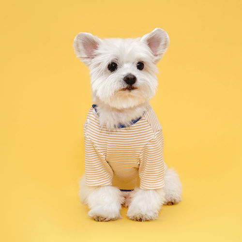 플로트 홈웨어 실내복 사이드 스냅 티셔츠 옐로우스트라이프 소형견 중형견 강아지옷