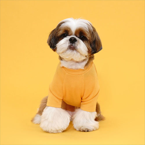 플로트 베이직 티셔츠 옐로우 소형견 중형견 데일리 강아지옷