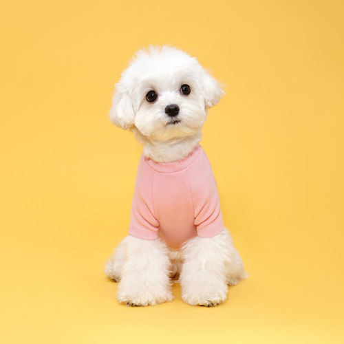 플로트 베이직 티셔츠 핑크 소형견 중형견 데일리 강아지옷