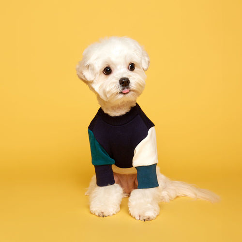 플로트 블록맨투맨 티셔츠 네이비아이보리 소형견 중형견 배색 강아지옷