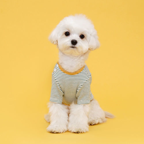 플로트 홈웨어 실내복 사이드 스냅 티셔츠 그린스트라이프 소형견 중형견 강아지옷