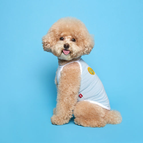 플로트 파스텔 컬러 나시 민소매 티셔츠 파스텔블루 소형견 중형견 강아지옷